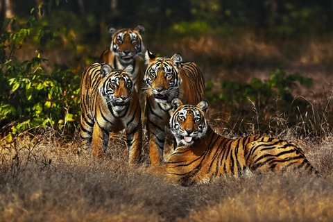 Visite nocturne du Triangle d'Or avec Ranthambore en voiture 6 Nuits 7 JoursVoiture AC + visite guidée uniquement