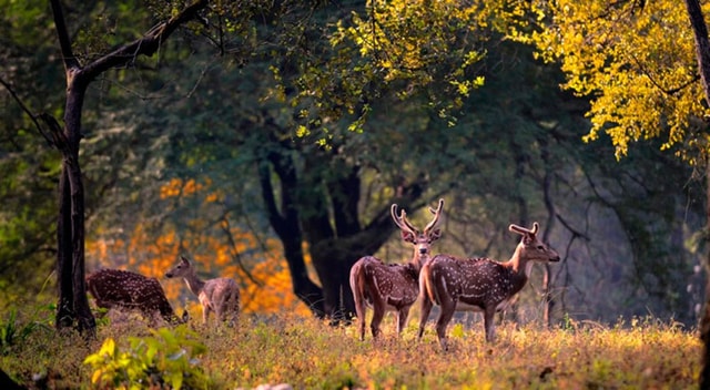 From Delhi: Same-Day Wildlife Safari at Sriska and Jhalna
