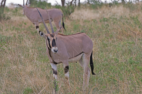 Da Nairobi: Safari di 3 giorni nella Riserva Nazionale di Samburu