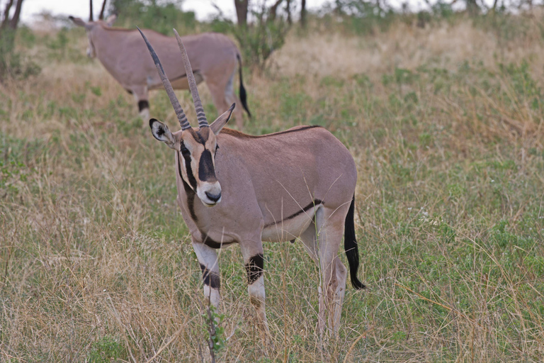 Da Nairobi: Safari di 3 giorni nella Riserva Nazionale di Samburu