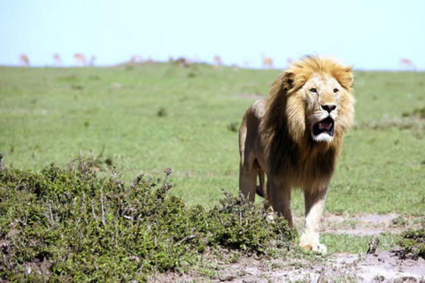 2 days 1 night saltlick safari from Diani/Mombasa.