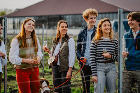 Boat trip & wine tour in Bruges