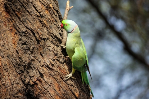 Vogelreservaat Delhi Agra Fatehpur Sikri Bharatpur