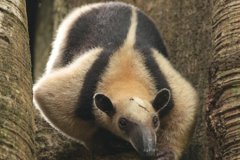 Uvita: Corcovado Rainforest & Wildlife Adventure