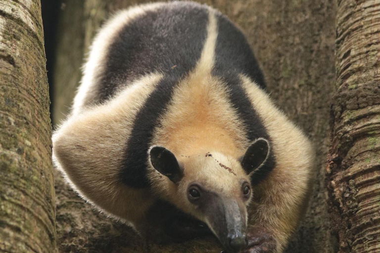 Uvita: Corcovado Rainforest & Wildlife Adventure