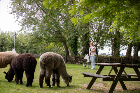 Zeeland: Alpaca Farm Visit with Alpacagolf & Meet and Feed