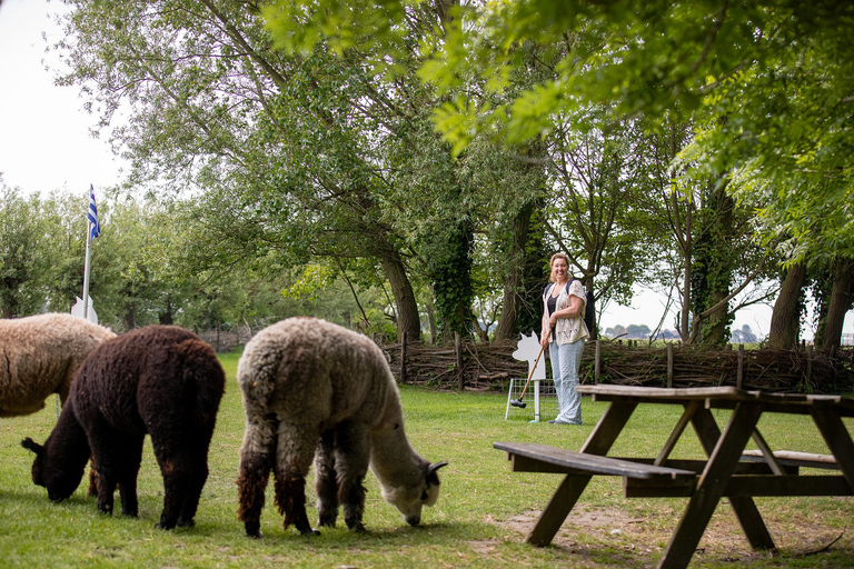 Zeeland: Alpaca Farm Visit with Alpacagolf & Meet and Feed