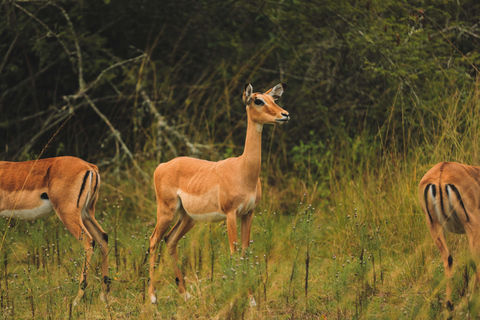 1 Dag Akagera Wildlife Safari en boottocht