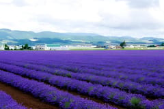 Sightseeing | Furano things to do in Furano