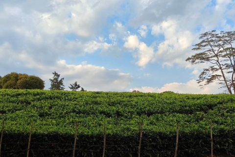 Vanuit Nairobi: Kiambethu Tea Farm privédagtour
