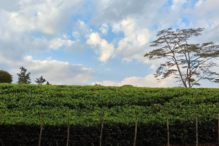 Au départ de Nairobi : excursion d'une journée à la ferme de thé de Kiambethu