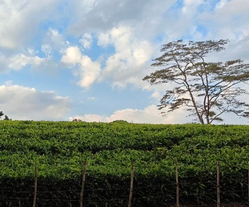 Nairobi: Excursión de un día a la Granja de Té Kiambethu con almuerzo