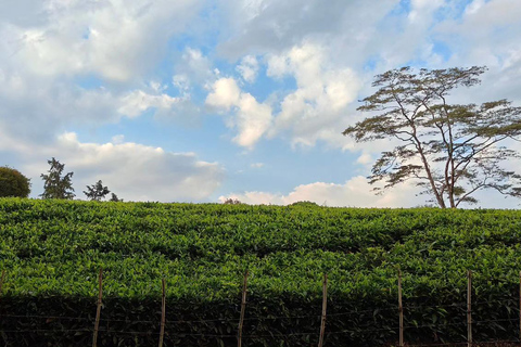 Kiambethu Tea Farm Day Tour