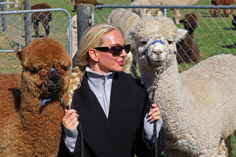 From Christchurch: Alpaca Farm Tour with Feeding and Guide