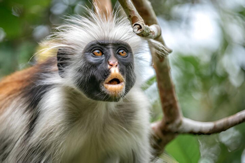 Zanzibar: tour di mezza giornata alla scoperta delle scimmie della foresta di Jozani