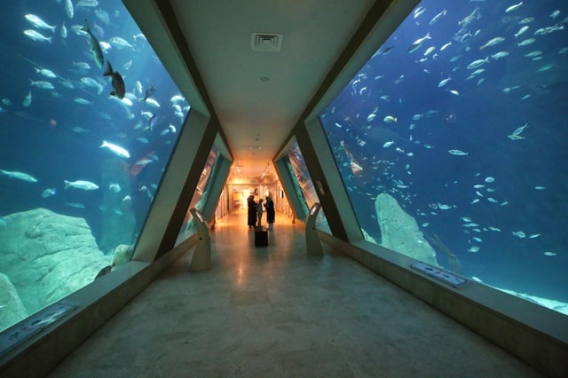 Istanbul: Aquarium Ticket and Roundtrip Shuttle from Taksim