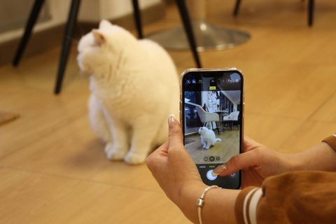 Malaga centro historico: Paws For A Moment Cat Cafe