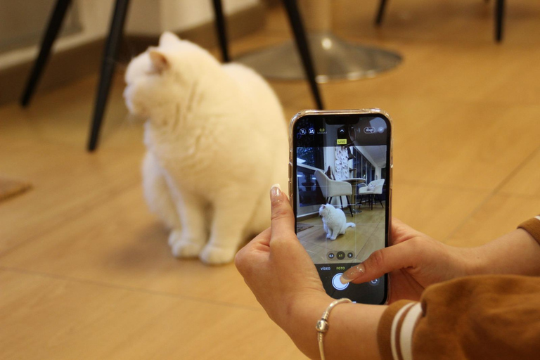 Malaga centro historico: Paws For A Moment Cat Cafe