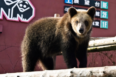 Sapporo: Noboribetsu Hell Valley, Lake Toya &amp; Shikotsu Tour8:30 Meet at Tokyo REI Hotel (without Bear Ranch Ticket)