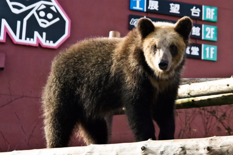 Sapporo: Noboribetsu Hell Valley, Lake Toya &amp; Shikotsu Tour8:30 Meet at Tokyo REI Hotel (without Bear Ranch Ticket)