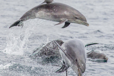 Bali: Private Shore Excursion from Celukan Bawang Port Best Asian Tour Picks – Shared Experiences ( Full Day )