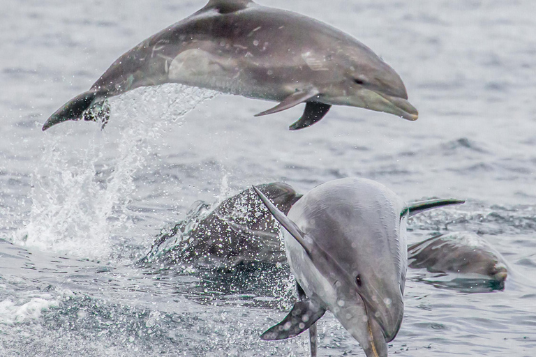 Bali: Private Shore Excursion from Celukan Bawang Port Best Asian Tour Picks – Shared Experiences ( Full Day )