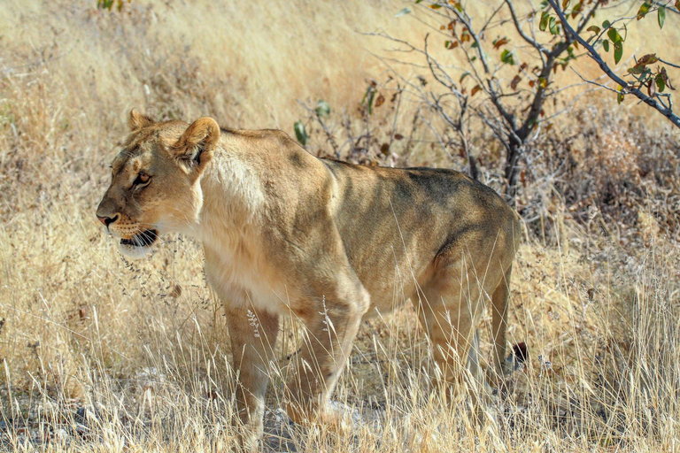 Safari de 3 días por la Migración del Serengeti -Grupo Aventura Tanzania