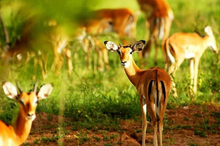 5-Day Lake Bunyonyi & Lake Mburo Tour with Boat Cruise