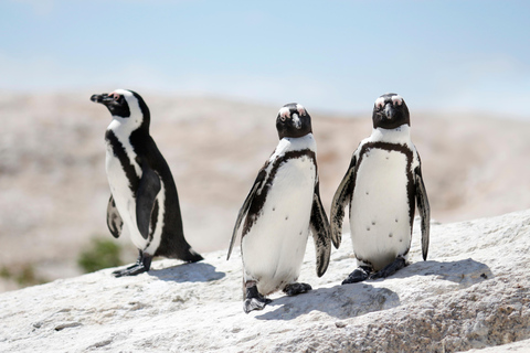 10 dias da Cidade do Cabo ao Parque Nacional Kruger: TOUR COM TUDO INCLUÍDO