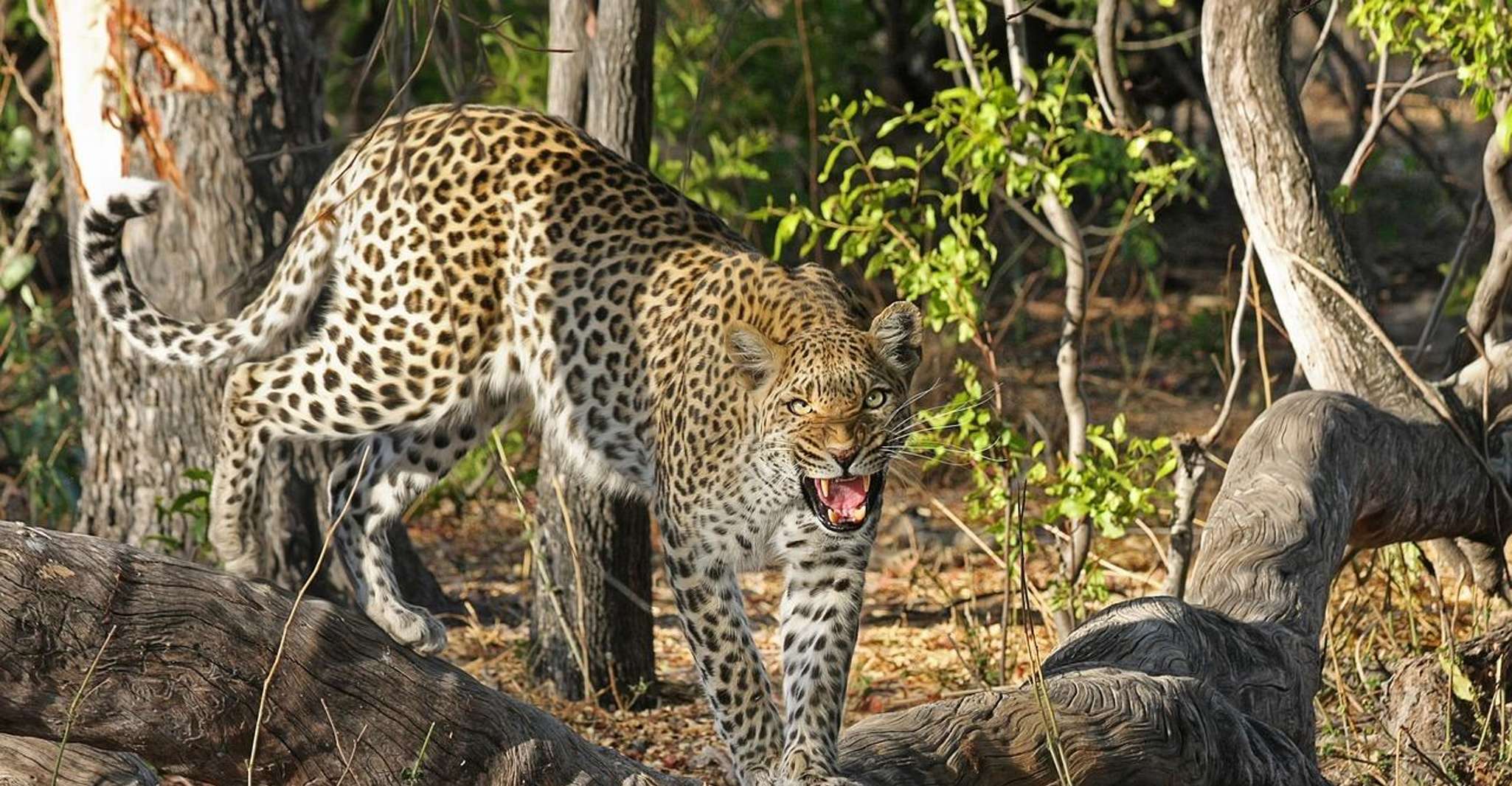 Yala All Inclusive Safari Tour con ingresso gratuito e cibo - Hizvo