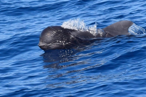 Fahrt mit Luxus-Yacht: Beobachtung von Walen und Delfinen3-stündige Privat-Rundfahrt