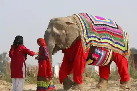 From Delhi: Taj Mahal with Photographer & Elephant SOS Tour