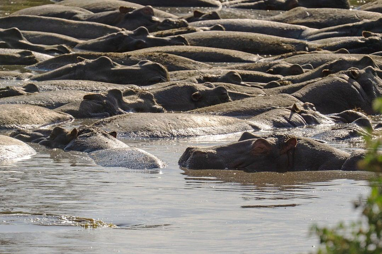 3 Days Mikumi Safari from Zanzibar (Open jeep & Luxury Van)