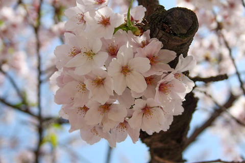 Tokyo: Shinjuku Gyoen Cherry Blossom Stroll (Entry Included)