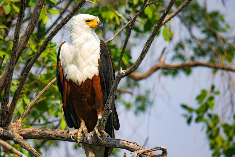 Birdwatching Safari - Chobe River (with Expert Guide)