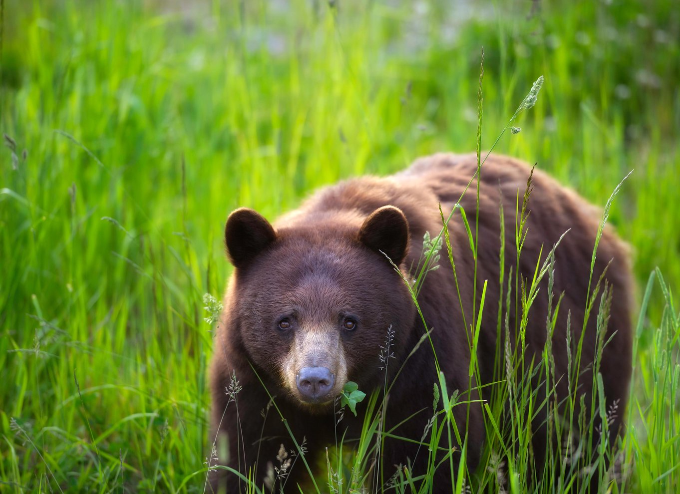 Whistler: Morgen med bjørnene Land Rover naturskøn udflugt