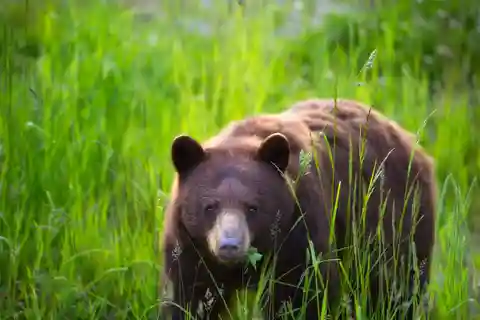 Whistler: Morgen med bjørnene Land Rover Scenic Tour