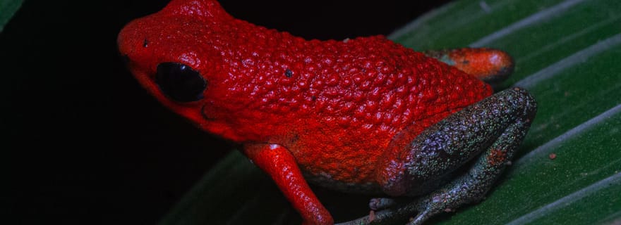 Visite nocturne guidée à Uvita