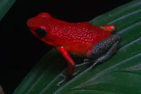 Visite nocturne guidée à Uvita