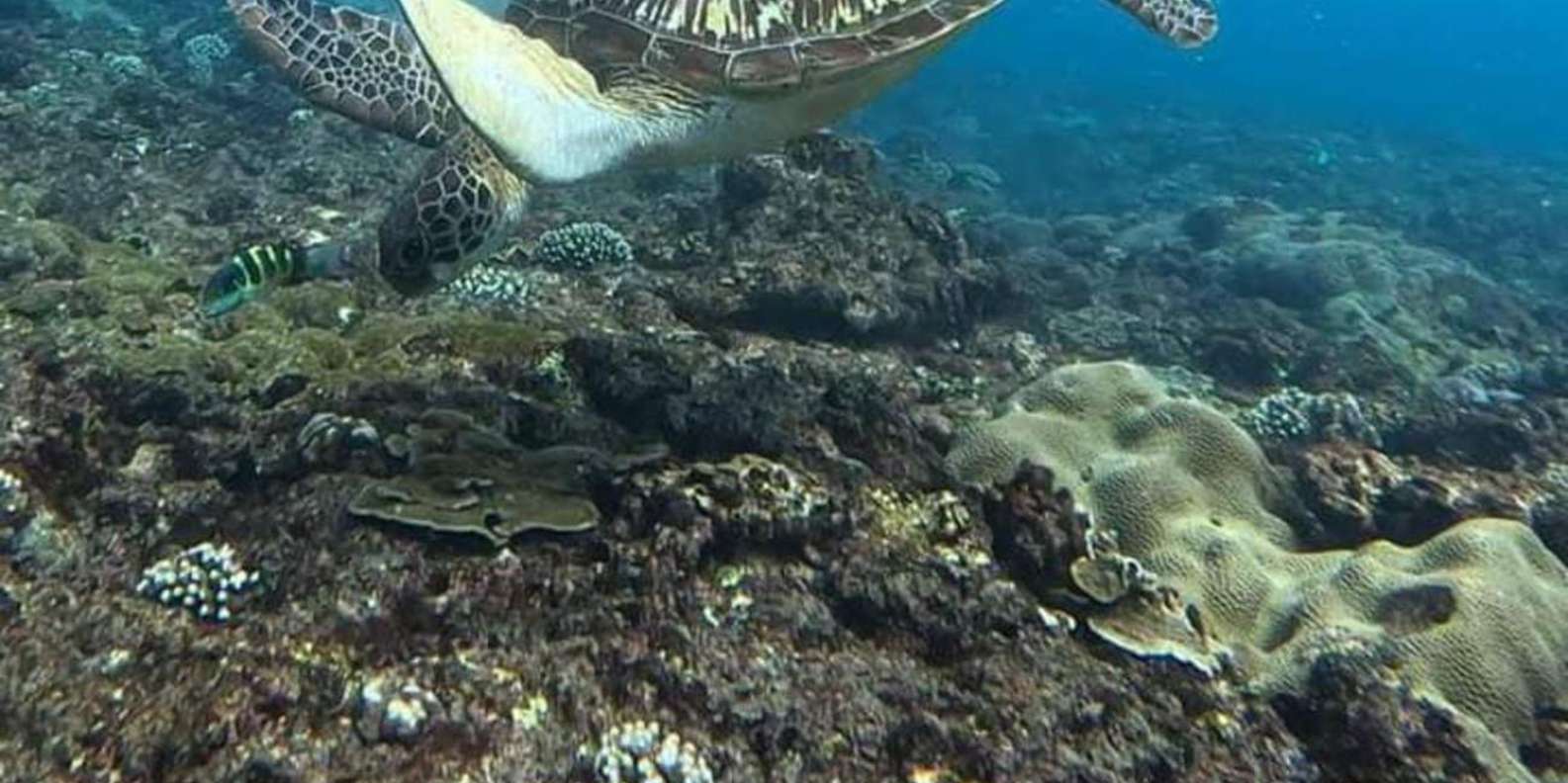 Menjangan Island: Snorkeling Tour with Lunch
