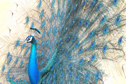 Yala & Bundala Both National Parks: One Day Safari Tour Pick up & Drop off: Yala/Tissa/Kataragama/Kirinda/Weerawila