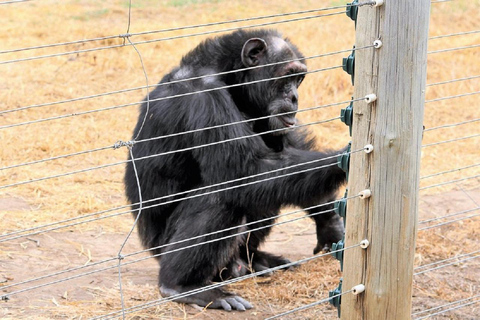 Nairobi: Ol Pejeta Conservancy Day Trip with Game Drive