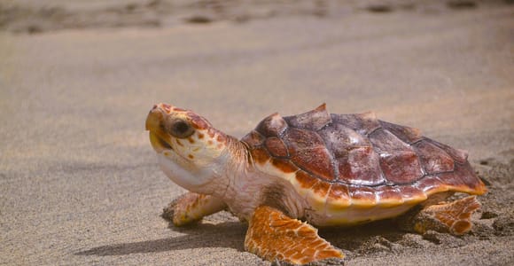 Sal: Turtle Watching Tour - Santa Maria