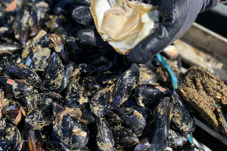 Oyster farm experience-private day trip from Dubrovnik