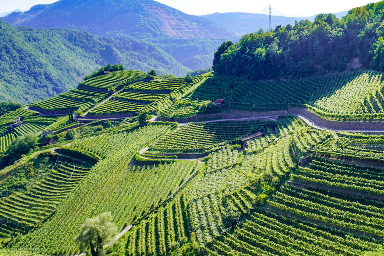 vineyard experience experience in the vineyard