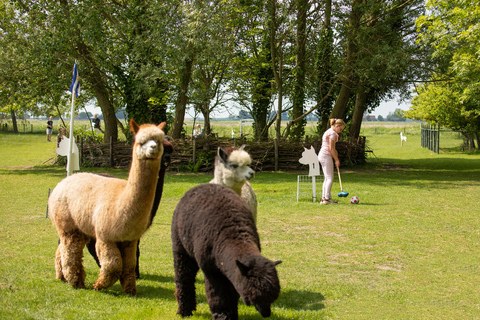Zeeland: Alpaca Farm Visit with Alpacagolf & Meet and Feed