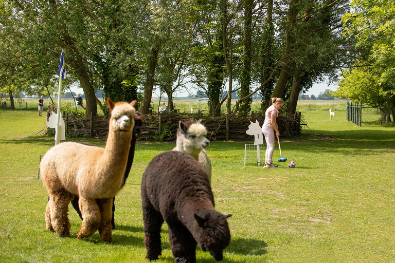 Zeeland: Alpaca Farm Visit with Alpacagolf & Meet and Feed