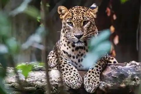 2 days Sri Lanka: All-inclusive tour to Ella and Yala with 4-star hotel
