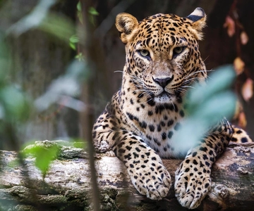 2 dias Sri Lanka: Excursão com tudo incluído a Ella e Yala com hotel de 4 estrelas