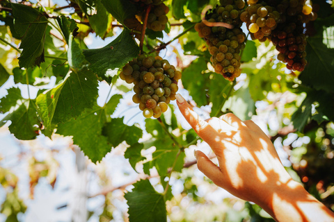 Vinprovning på VesuviusbergetStandardpris